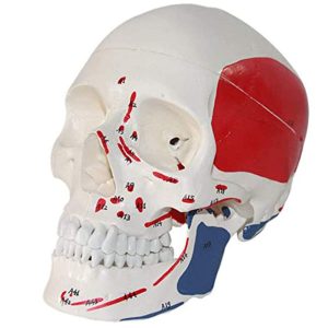 Modelo natural de crânio com músculos coloridos